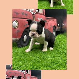 Magnolia - Seal and white female Boston Terrier puppy in Jacksonville, Florida from Trail’s End Boston Terriers