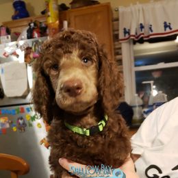 Poodle Puppies from Shallow Bay Standard Poodles