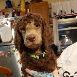 Poodle Puppies from Shallow Bay Standard Poodles