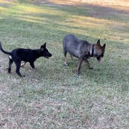 German Shepherd Puppies from Precision Dog Kennels