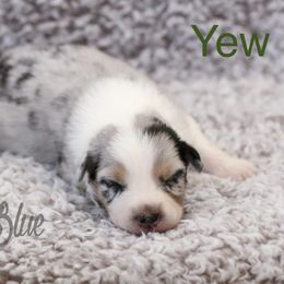 Australian Shepherd, Miniature American Shepherd, Miniature Australian Shepherd, and Toy Australian Shepherd Puppies from Painted Blue Aussies