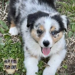 Cupid - Blue merle male Miniature Australian Shepherd puppy in El Dorado Springs, Missouri from HP Aussie Kennels