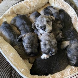 Miniature Schnauzers from Bolzano Miniature Schnauzers
