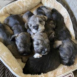 Miniature Schnauzers from Bolzano Miniature Schnauzers