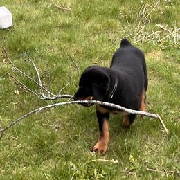 Rottweiler Puppies from Alpha Co. Rottweilers