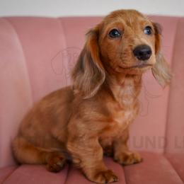 Strawberry - Red male Dachshund puppy in Temecula, California from Naomi Magee's Dachshund Kennel