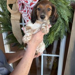 Boy 2 LIMITED AKC - Piebald male Dachshund puppy in Aurora, Missouri from Baker Farms