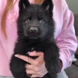 Black - Black male German Shepherd puppy in Canterbury, Connecticut from Nachtwaechter German Shepherds, LLC