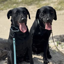 Labrador Retriever puppies from Balanced Rock Retrievers
