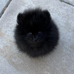 Pomeranian puppies from Baby Bear Poms