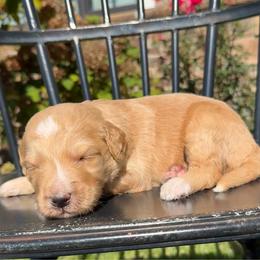 Jesse - Red male Pyredoodle puppy in Bowling Green, Ohio from FDF Pyredoodles & Bernedoodles