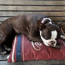 Antjie - Boston Terrier