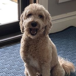 Tillie - Goldendoodle