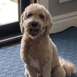 Tillie - Goldendoodle