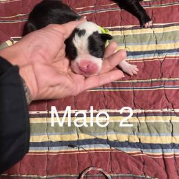 Boxer Puppies from Abney’s Boxers of Bowling Green