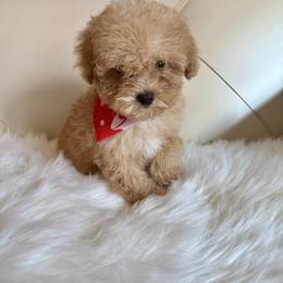 Chico - Cream male Goldendoodle puppy in Davie, Florida from Daviegoldendoodles