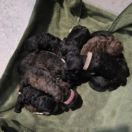 Brown Parti Female - Parti female Poodle puppy in Patterson, California from Paterson Poodles