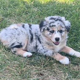 Freckles - Blue merle female Australian Shepherd puppy in California from Eagle River Aussies