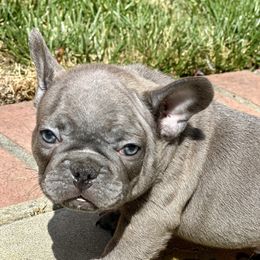 French Bulldog Puppies from Churchill Frenchies