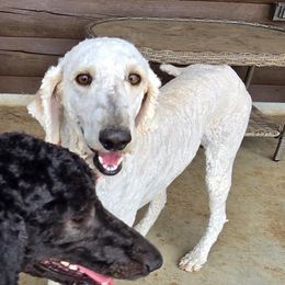 Poodle puppies from Bear Hills kennel