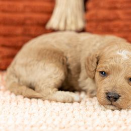 Cockapoo Puppies from Firm Foundation Cockapoos