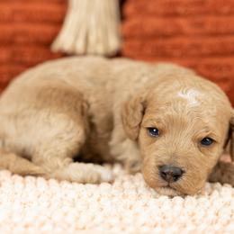 Cockapoo Puppies from Firm Foundation Cockapoos