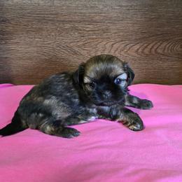 Girl 1 - Brindle female Shih Tzu puppy in Meadows Of Dan, Virginia from Walt’s Shih Tzus