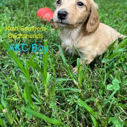 Red based cream boy - Red male Dachshund puppy in Statesville, North Carolina from Kmh Southern Dachshunds