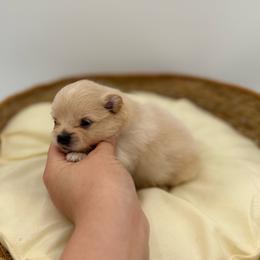 Theo - Cream male Pomeranian puppy in Phoenix, Arizona from Luxpomz