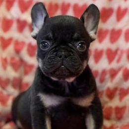 Koby - Tricolors male French Bulldog puppy in Germantown, Ohio from LaBelle Bulldogs