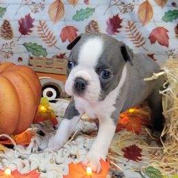 M4 - Blue male Boston Terrier puppy in Wilson, North Carolina from Chrysco Boston Terriers