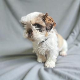 AKC-Milo - Liver and white male Shih Tzu puppy in Mooresville, North Carolina from Juji Shih Tzu