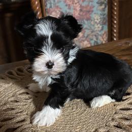 Male 3 - Parti male Yorkshire Terrier puppy in Lafayette, Georgia from Berggipfel Yorkies