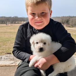 German Shepherd Puppies from Haven Farm