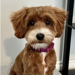 Korra - Goldendoodle