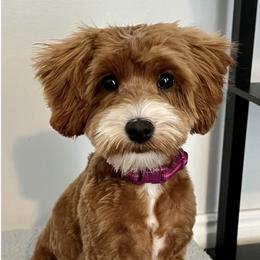 Korra - Goldendoodle