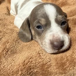 Female 1 - Fawn (isabella) and cream female Dachshund puppy in El Campo, Texas from Creamer Creek Kennel