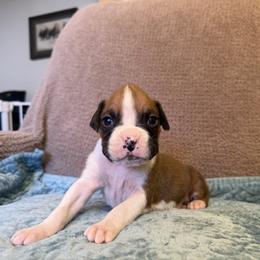 Boy 1 - Fawn male Boxer puppy in Prestonsburg, Kentucky from Bre’s Boxers