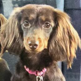 Noel - Dachshund