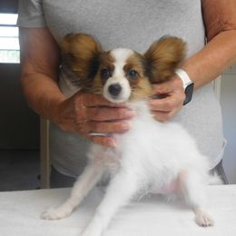 Rock Around the Clock - Black red and white male Papillon puppy in Palm Desert, California from Desert Heaven's Papillons