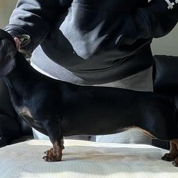 Lainey - Dachshund