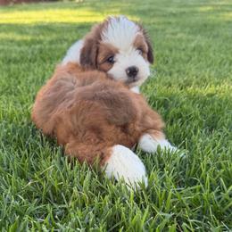 Nugget - Red tri-color male Aussiedoodle puppy in Tonasket, Washington from V5 Aussies