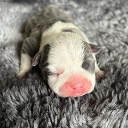 Angel - Blue female Boston Terrier puppy in Red Bluff, California from Sugar Baby Bostons