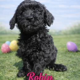 Robin Buckley - Black female Bernedoodle puppy in Bennett, Colorado from Darling Paws, LLC