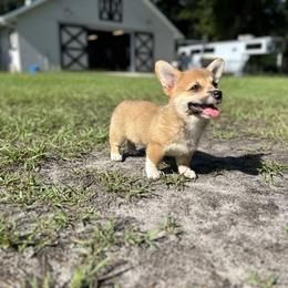 Cupcake - Red female Pembroke Welsh Corgi puppy in Ocala, Florida from Rivermont Farm