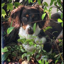 Piper - Dachshund