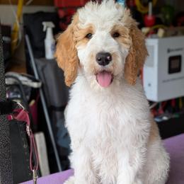 Grey Collar - Parti female Goldendoodle puppy in Olympia, Washington from Sinclairdoodles