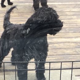 Kippas - Portuguese Water Dog