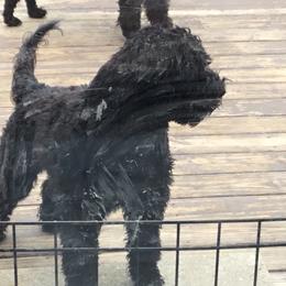 Kippas - Portuguese Water Dog