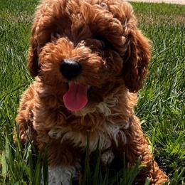 Cogburn - Red  male Poodle puppy in Lance Creek, Wyoming from CK Poodles LLC